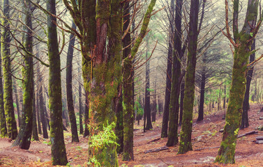 Forest on Madeira