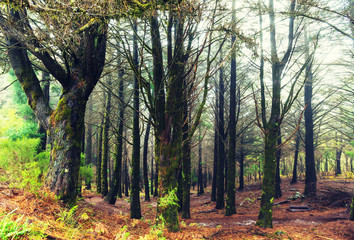 Forest on Madeira