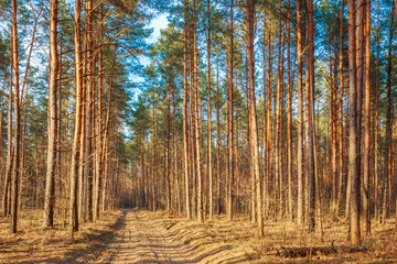 Countryside road, path, walkway through autumn forest. Sunset Su