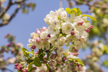 Flowering branch of apple against the blue sky in spring, in May