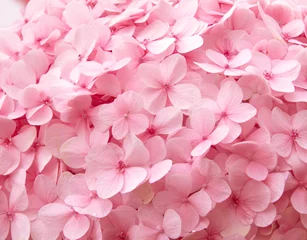 Rolgordijnen pink hydrangea flowers background © dolphfyn