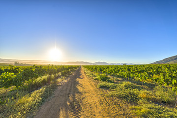 Sunrise over grape wineyards South Africa
