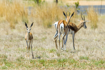 Springbok buck in safari field grass