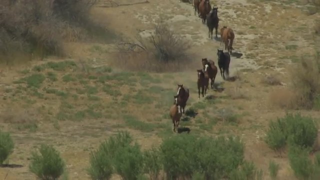 An aerial of wild horses running.