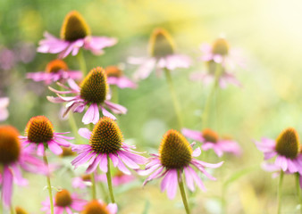 Red coneflowers or purple coneflowers in the sunlight. Sun and wild spring flowers with copy space. Summer wildflowers with smooth light and sunbeam. Golden light and pink flowers. 