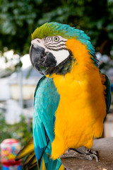 Fototapeta premium Parrot gaze left eye