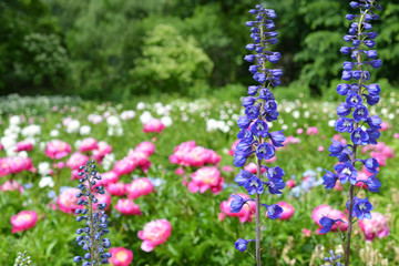Obraz premium Flowers peonies and delphinium