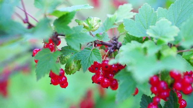 Redcurrant (Red Currant, Ribes Rubrum) Berries closeup