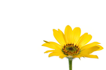 yellow African daisy full bloom in the white