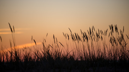 Fototapeta premium sunset over the forest in fog