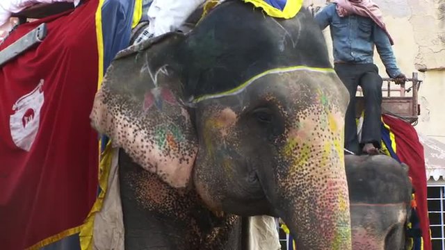 Painted elephant up close flapping ears