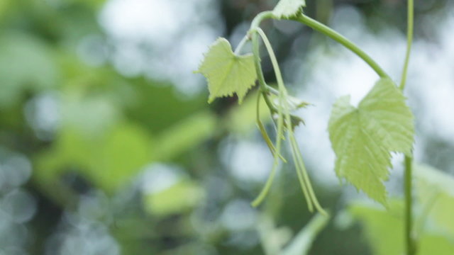 Sprout grapes spring