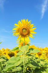 Obraz premium Sunflowers in nature