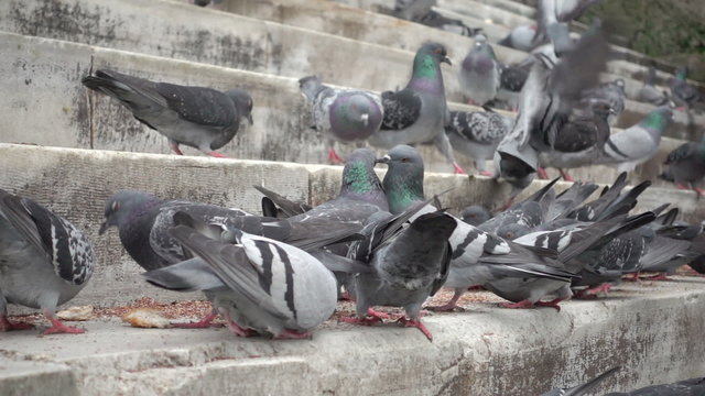 Slow motion video of the pigeons at the steps of the New Mosque in Istanbul, Turkey. Slowed down ten times from 250p to 25p.