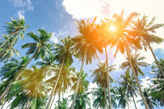 Palm trees with sun at the zenith and blue sky taken in El Nido  Palawan a Philippine attraction - Popular concept of tropical holidays -
