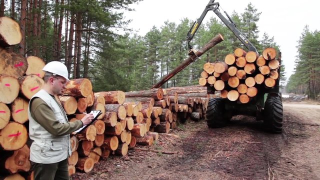 Pine timber logging by forwarder in the forest under control of logistic manager TWO SCENES