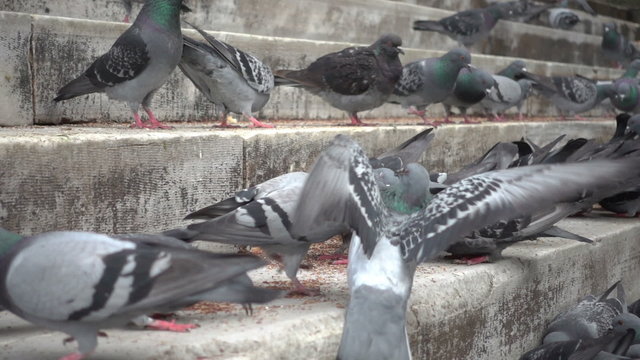 Slow motion video of the pigeons at the steps of the New Mosque in Istanbul, Turkey. Slowed down ten times from 250p to 25p.