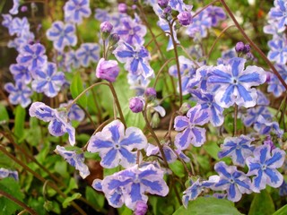 Siberian Bugloss, starry, intense blue blooms with white edges, Siberian Bugloss, Brunnera macrophylla, 'Starry Eyes' 