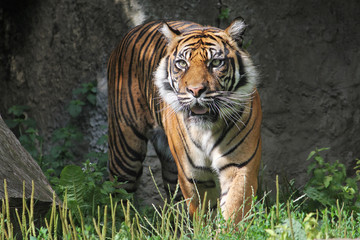 Sumatran Tiger in the Warsaw Zoo. Sunny summer day.