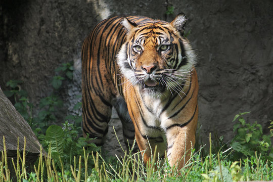 Sumatran Tiger in the Warsaw Zoo. Sunny summer day.