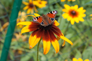 Fototapeta motyl na kwiecie jeżówki obraz