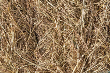 Dries hay with cereals and other wild meadow herbs as a texture, good quality forage for cattle