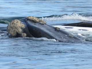 Fototapeta premium Head of a Southern Right Whale in Hermanus
