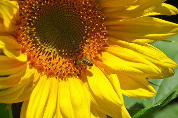 Closeup sunflower with a bee