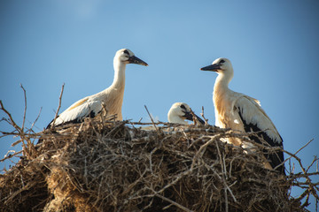 Spring time, storks with baby on the tree