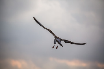 Flying seagull over the blue sea
