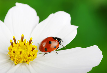 Ladybug
