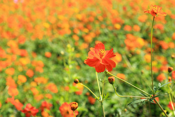 Orange Cosmos flowers