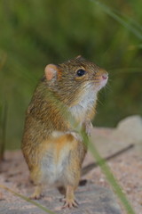 Striemengrasmaus