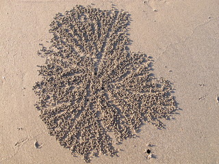 Sand Bubbler Crab Pellets