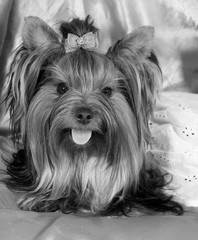 Portrait of a cute Yorkshire terrier wearing a white dress (in B&W, retro style, with focus on the nose and tongue)