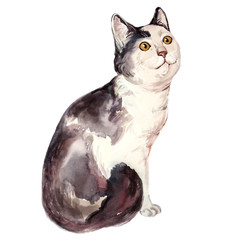 Watercolor illustration of ugly cat looking confused - 104476314