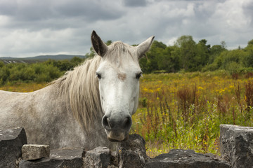 Close-up of irish horse