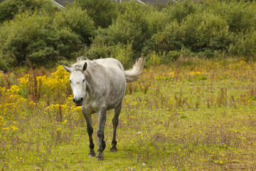 Wild grey irish horse in meadow