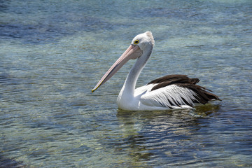 Pelican in a National Park in New South Wales, Australia