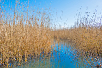 Shore of a lake in sunlight in winter
