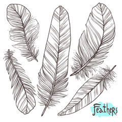 Hand drawn illustrations of feathers