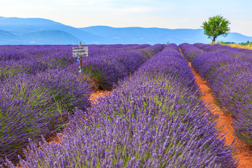 Naklejka premium Lavender field summer landscape near Sault