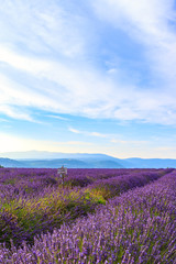 Fototapeta na wymiar Lavender field summer landscape near Sault