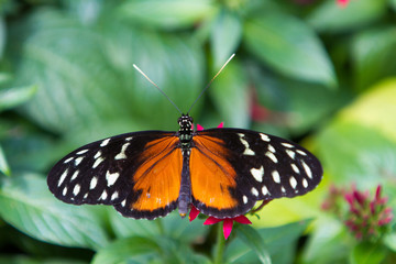 Fototapeta na wymiar Postman Butterfly Resting on a Leaf