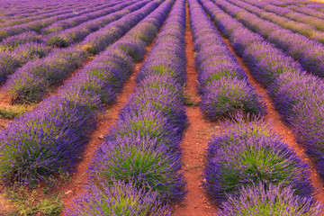 Fototapeta premium Lavender field summer landscape near Sault