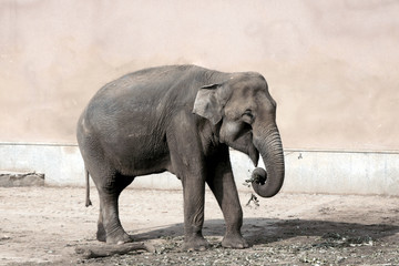 Fototapeta premium the elephant in a zoo eats a grass