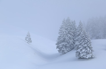 Trees and fog in the snow covered French mountains.