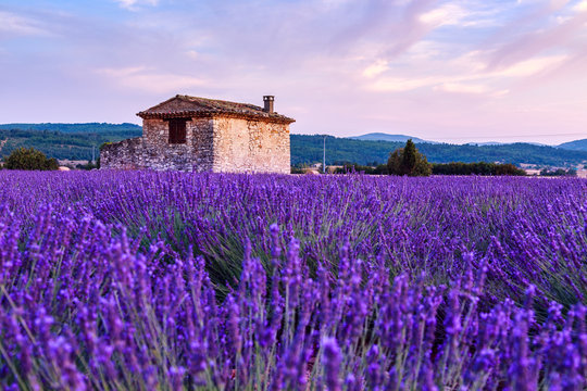 Lavender Field Summer Sunset Landscape Near Sault