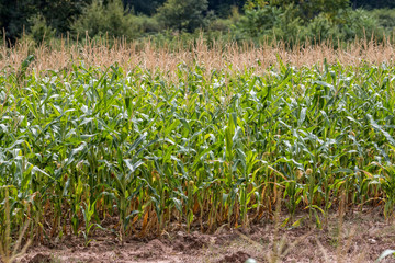 Corn field