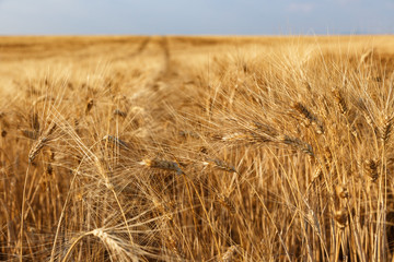 Golden wheat field and sunny day